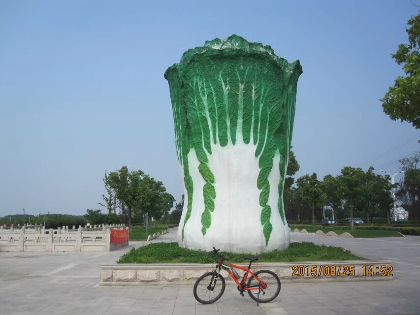 江苏省苏州市吴江区太湖绿洲生态农业有限公司门前,一座高达近10米的巨型“白菜”雕塑 江苏省苏州市吴江区太湖绿洲生态农业有限公司门前,一座高达近10米的巨型“白菜”雕塑