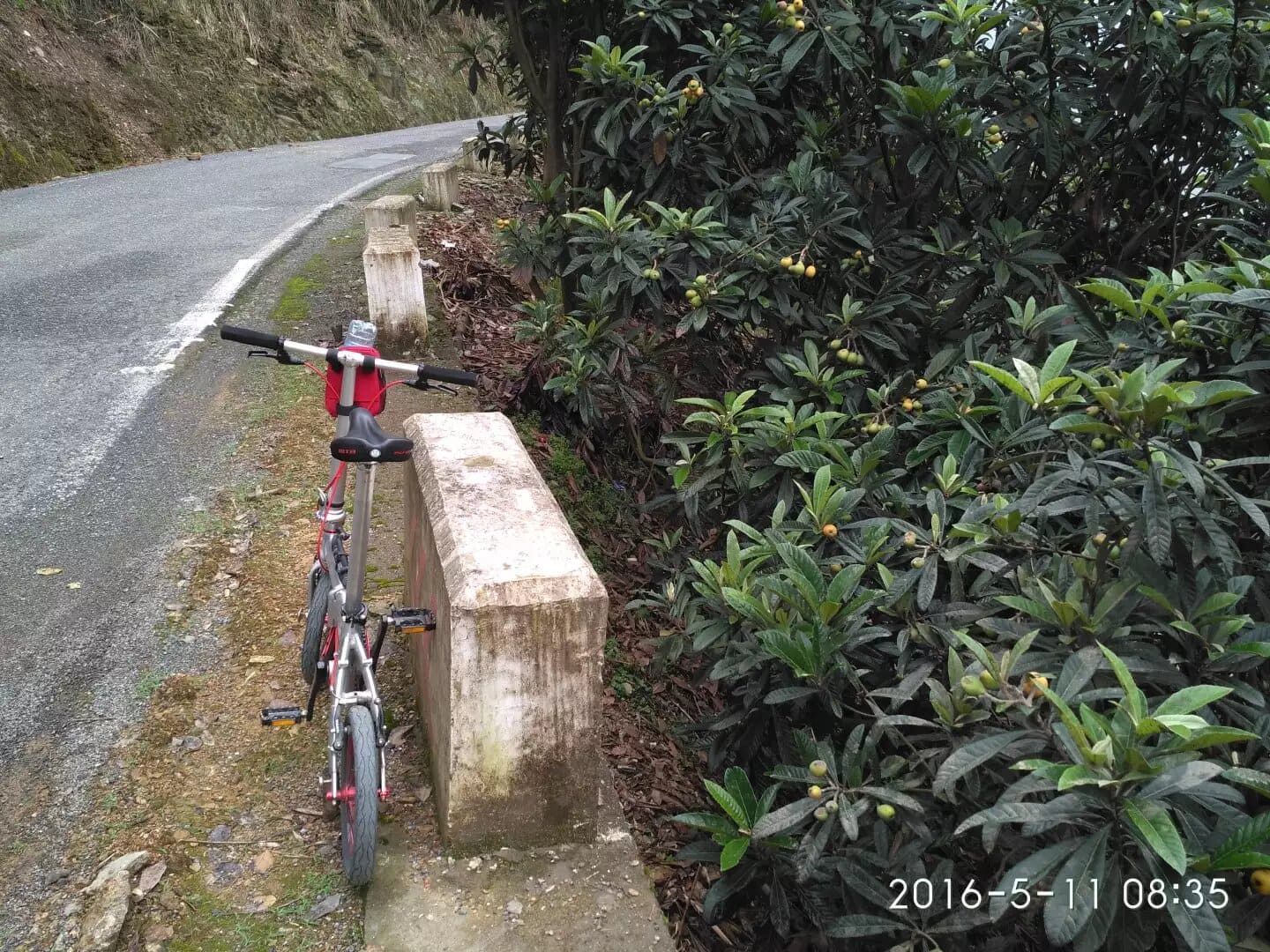 路边上的枇杷 路边上的枇杷