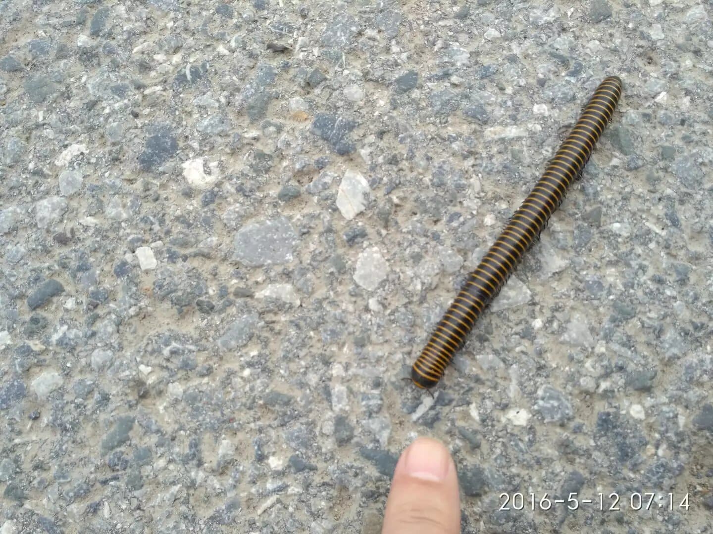 好大的马陆 好大的马陆