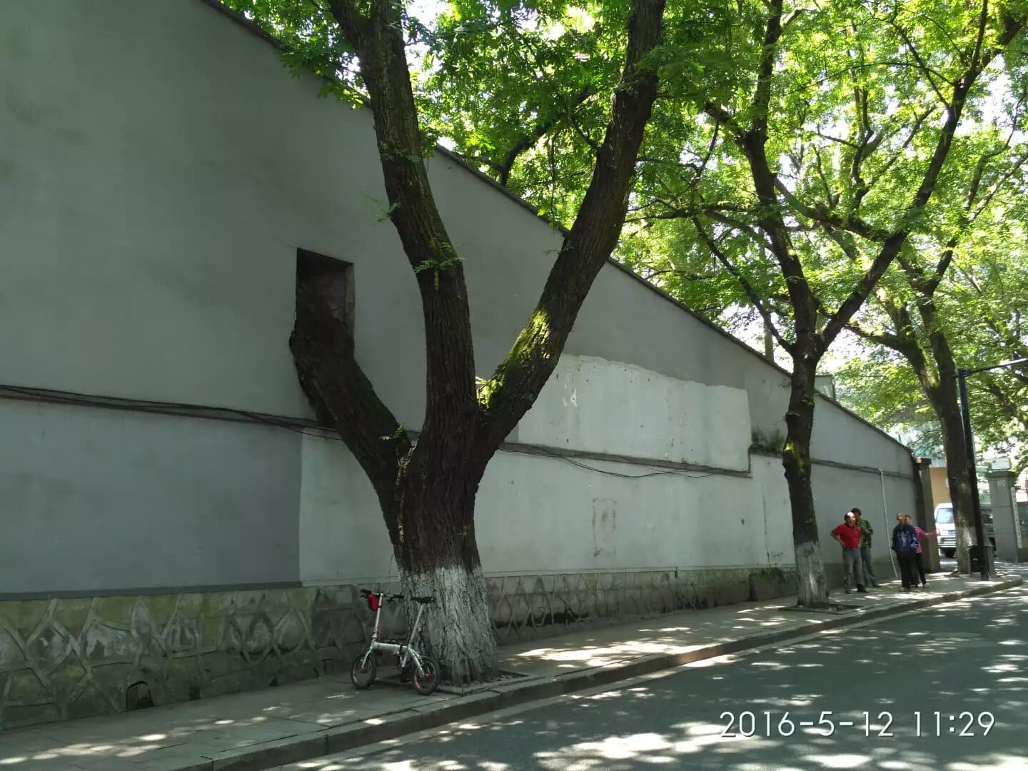 大树伸进到墙里面 大树伸进到墙里面