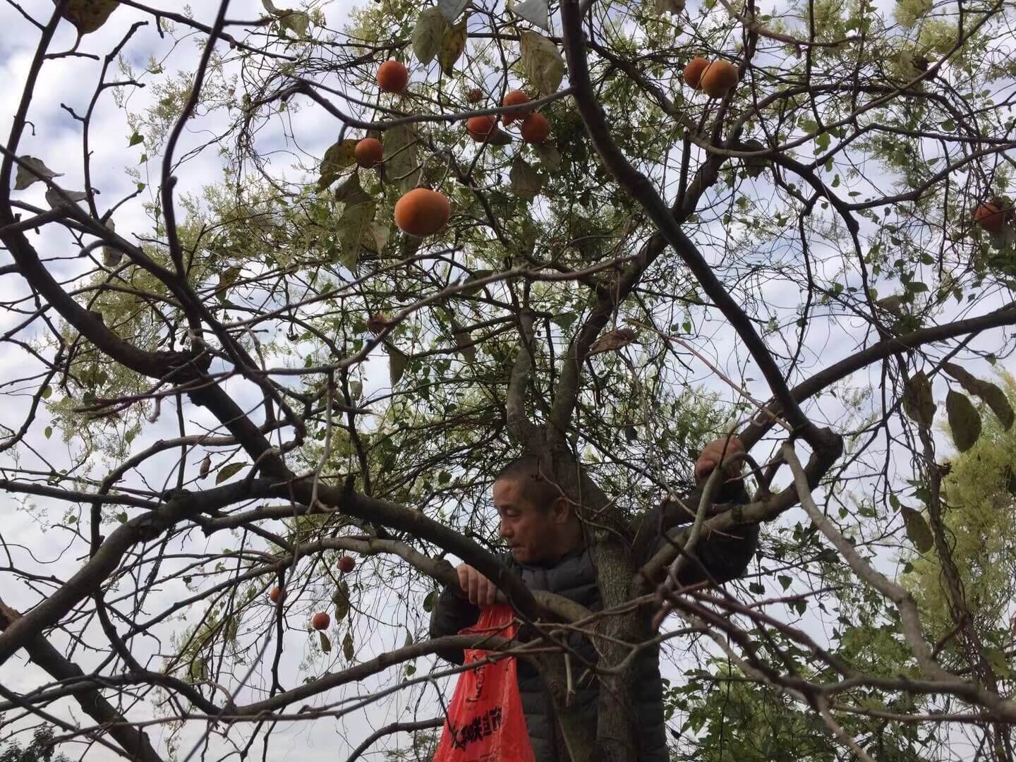 铜陵市天门镇摘柿子